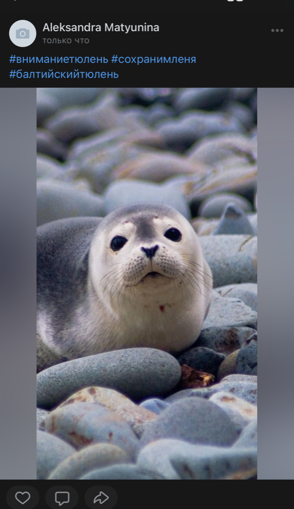 Природоохранная акция «Внимание, тюлень!» 9
